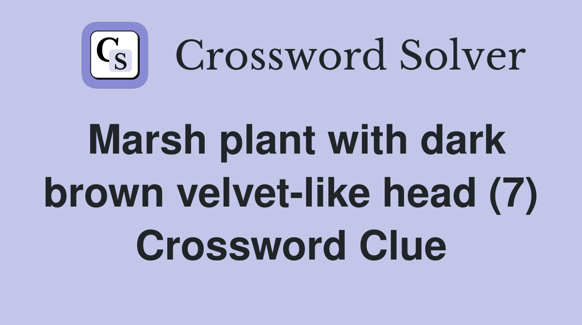 Marsh plant with dark brown velvet-like head (7) Crossword Clue