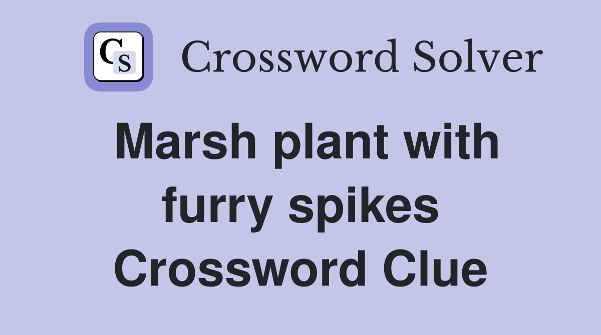 Marsh plant with furry spikes Crossword Clue