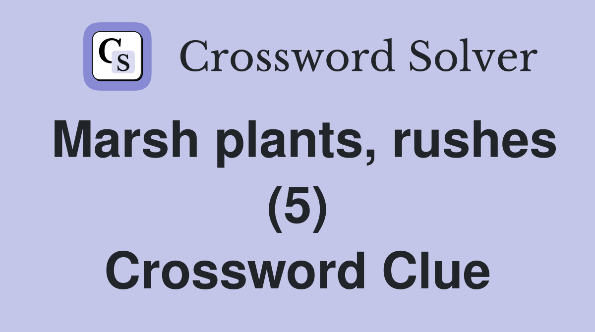 Marsh plants, rushes (5) Crossword Clue