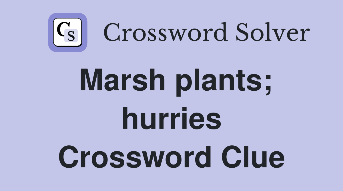Marsh plants; hurries Crossword Clue