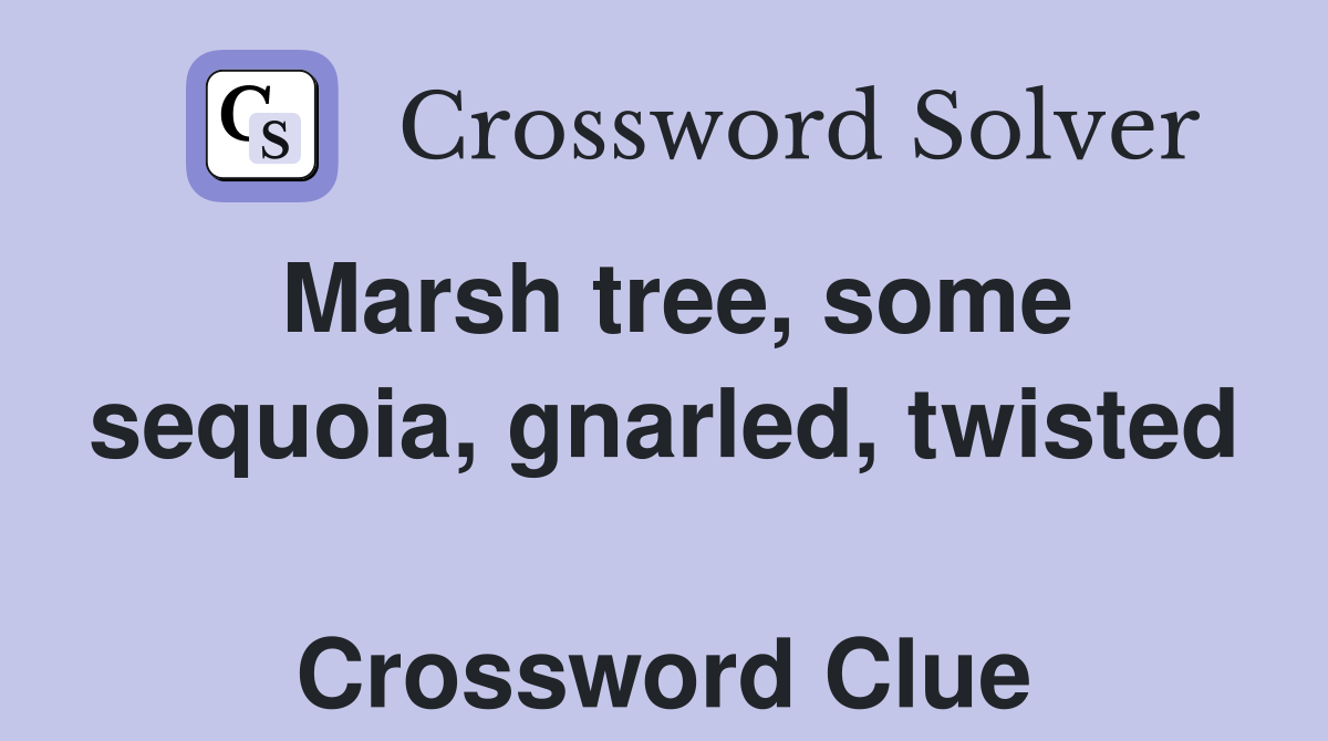 Marsh tree, some sequoia, gnarled, twisted  Crossword Clue