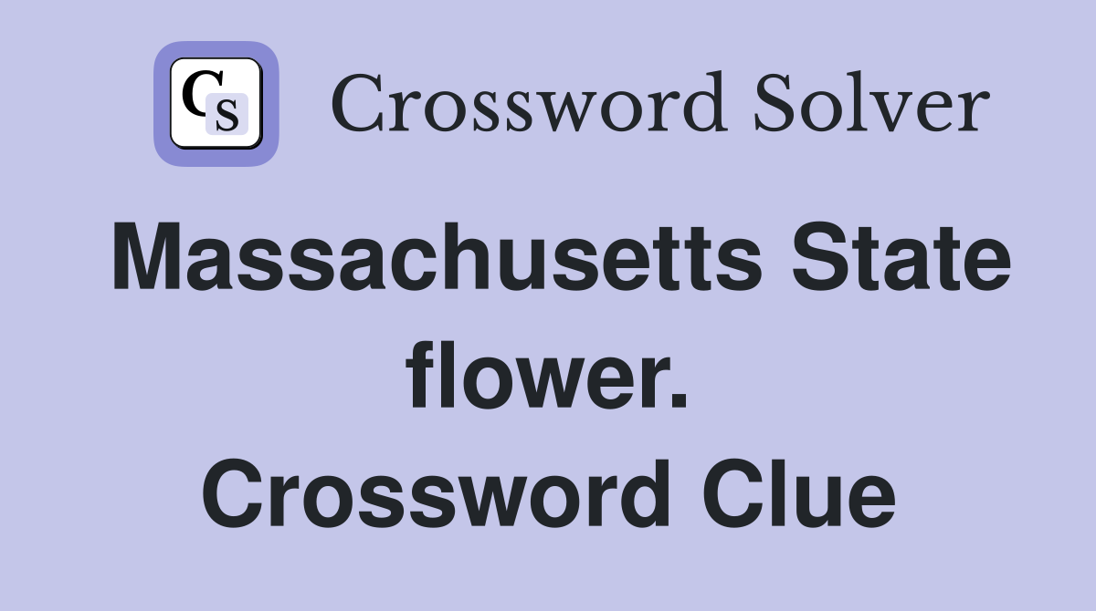 Massachusetts State flower. Crossword Clue