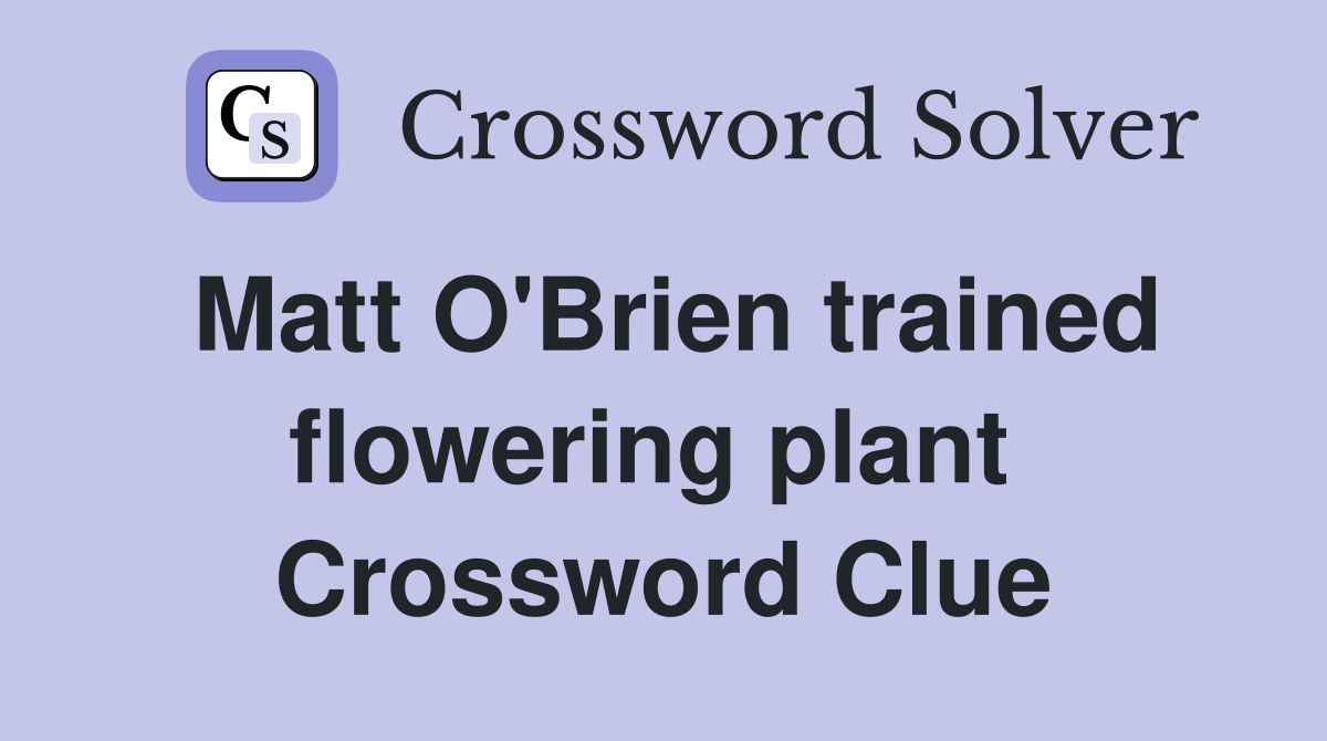 Matt O'Brien trained flowering plant  Crossword Clue