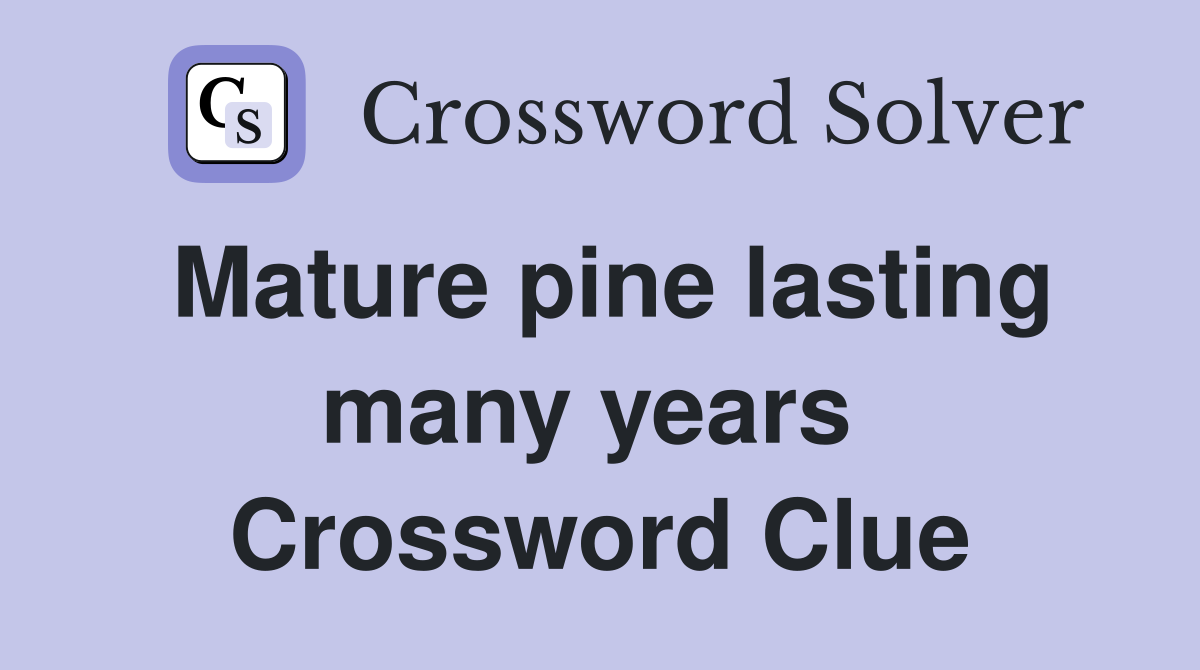 Mature pine lasting many years  Crossword Clue