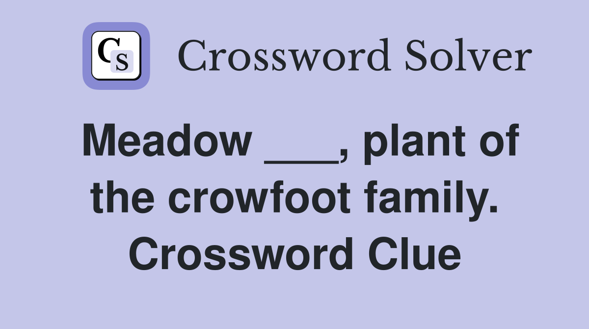 Meadow ___, plant of the crowfoot family. Crossword Clue