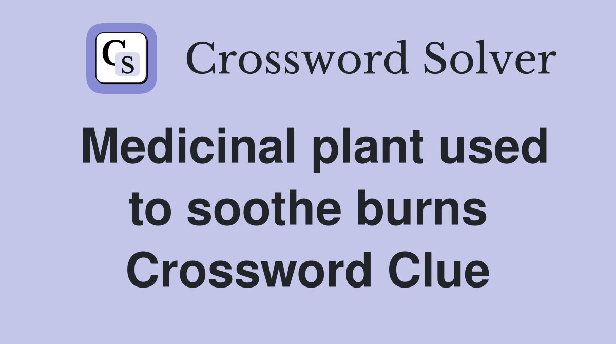 Medicinal plant used to soothe burns Crossword Clue