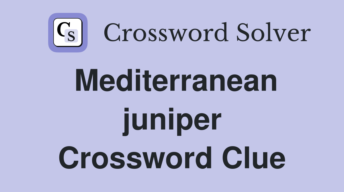 Mediterranean juniper Crossword Clue