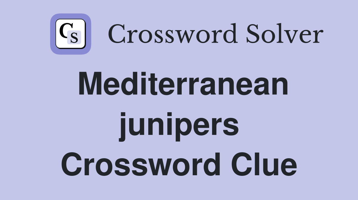 Mediterranean junipers Crossword Clue