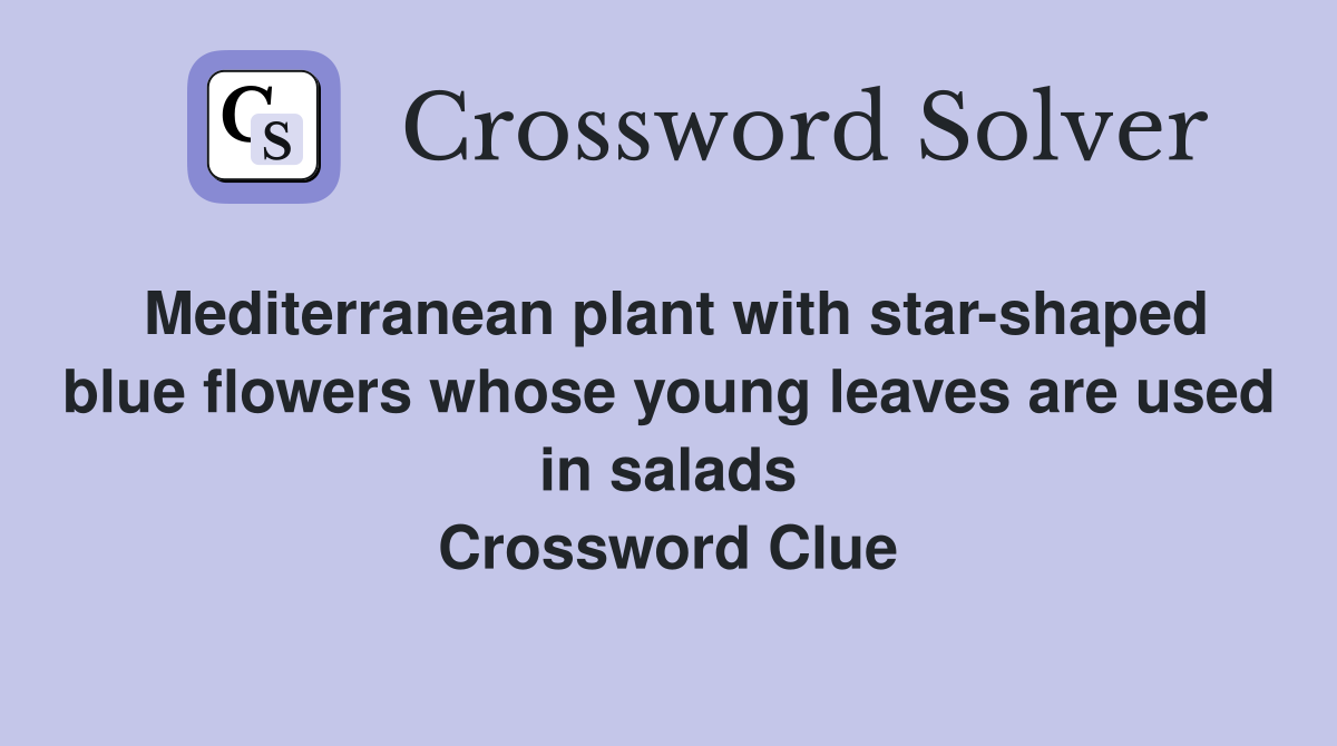 Mediterranean plant with star-shaped blue flowers whose young leaves are used in salads Crossword Clue
