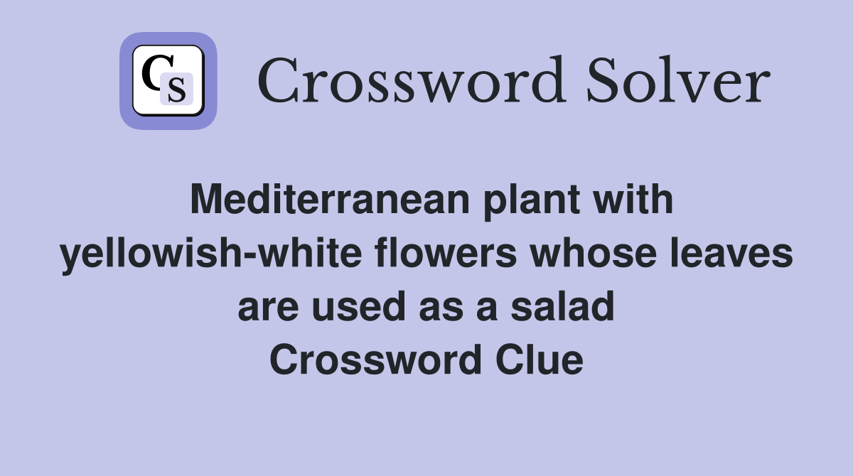 Mediterranean plant with yellowish-white flowers whose leaves are used as a salad Crossword Clue