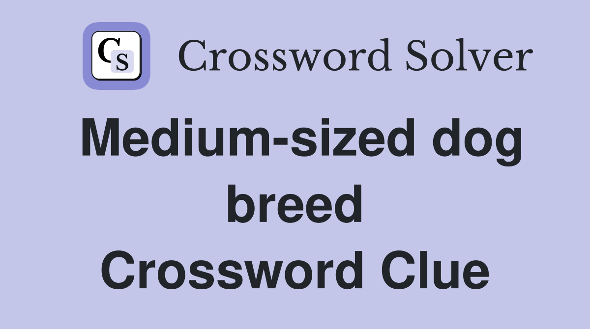 Medium-sized dog breed Crossword Clue
