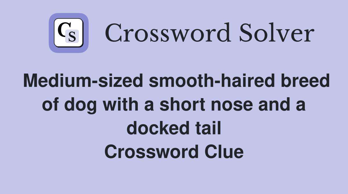 Medium-sized smooth-haired breed of dog with a short nose and a docked tail Crossword Clue