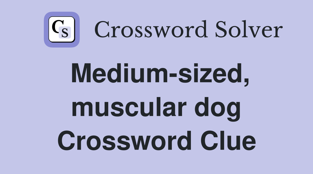 Medium-sized, muscular dog Crossword Clue