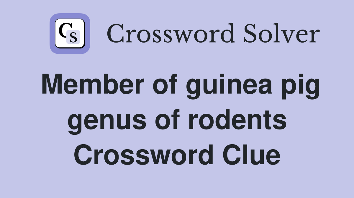 Member of guinea pig genus of rodents Crossword Clue