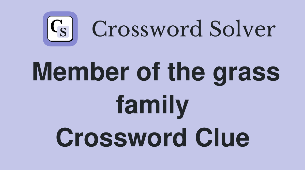 Member of the grass family Crossword Clue
