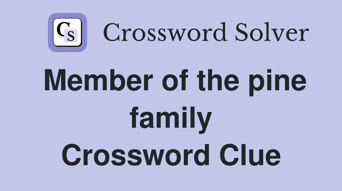 Member of the pine family Crossword Clue