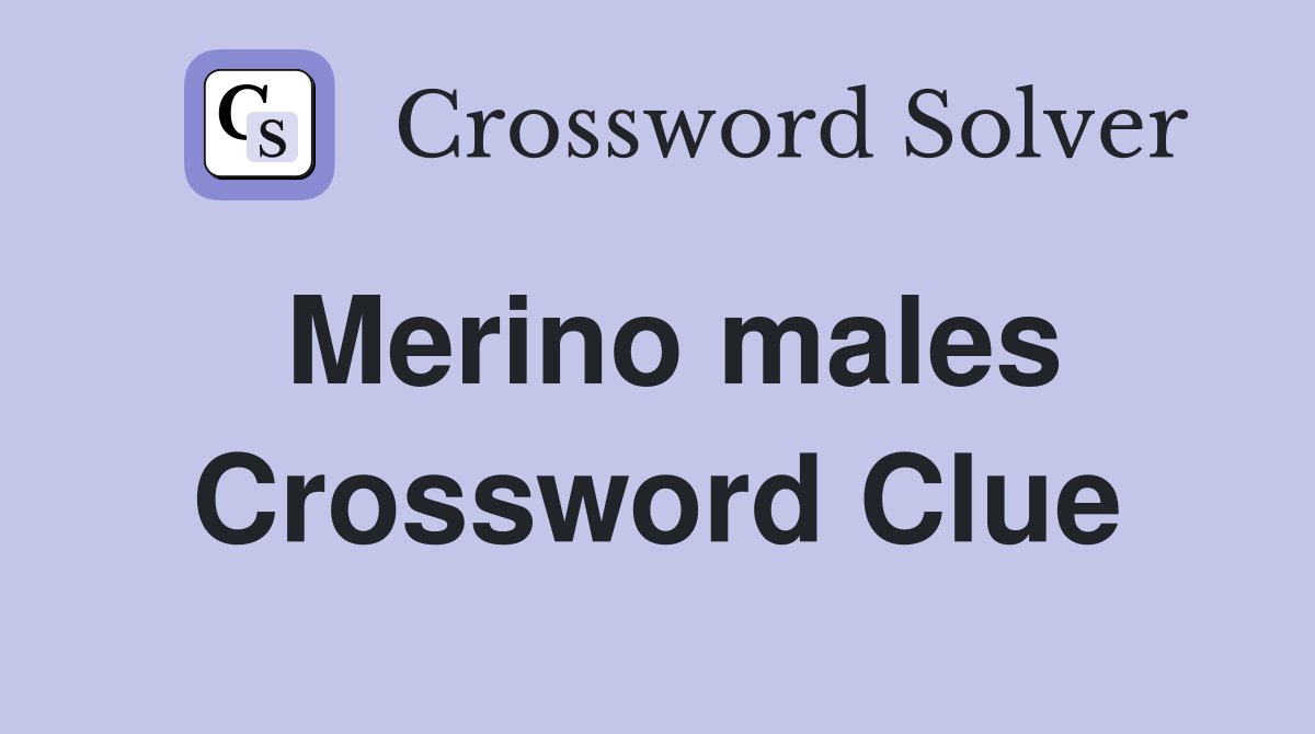 Merino males Crossword Clue