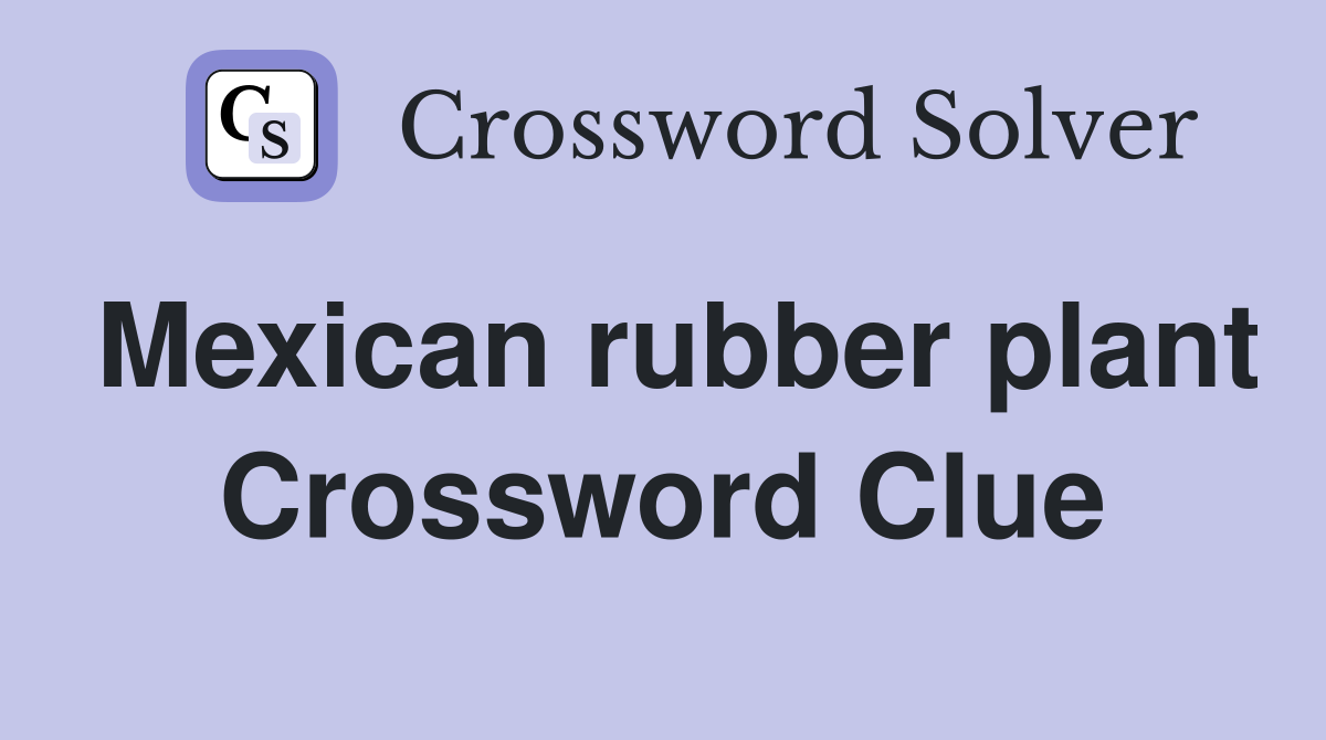Mexican rubber plant Crossword Clue