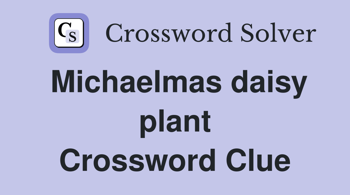 Michaelmas daisy plant Crossword Clue
