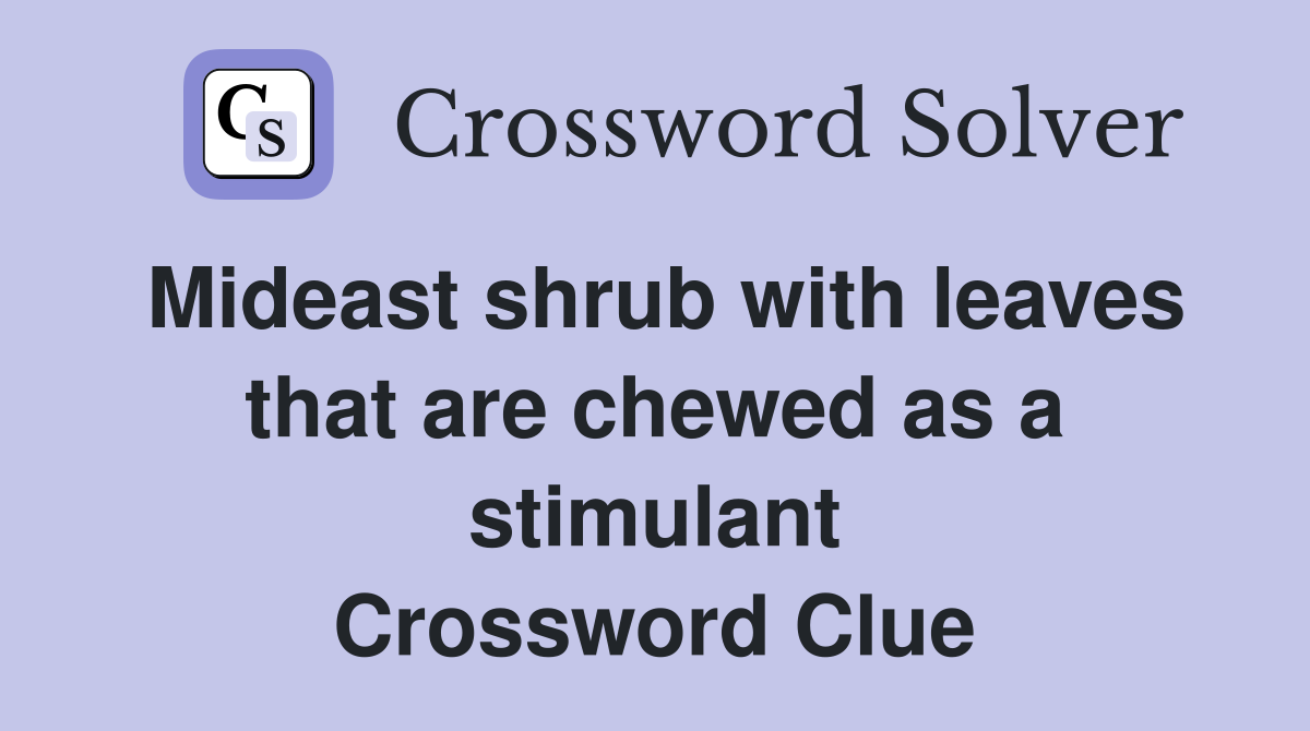 Mideast shrub with leaves that are chewed as a stimulant Crossword Clue
