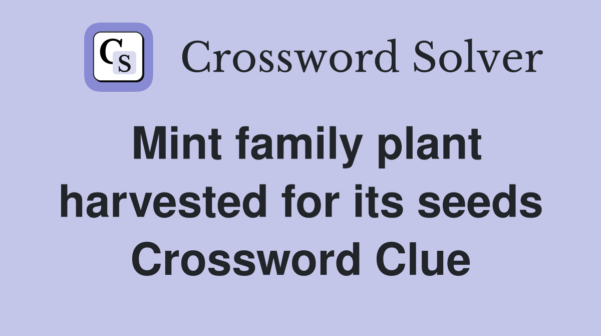 Mint family plant harvested for its seeds Crossword Clue