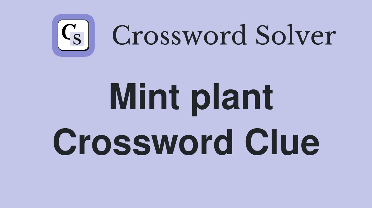 Mint plant Crossword Clue