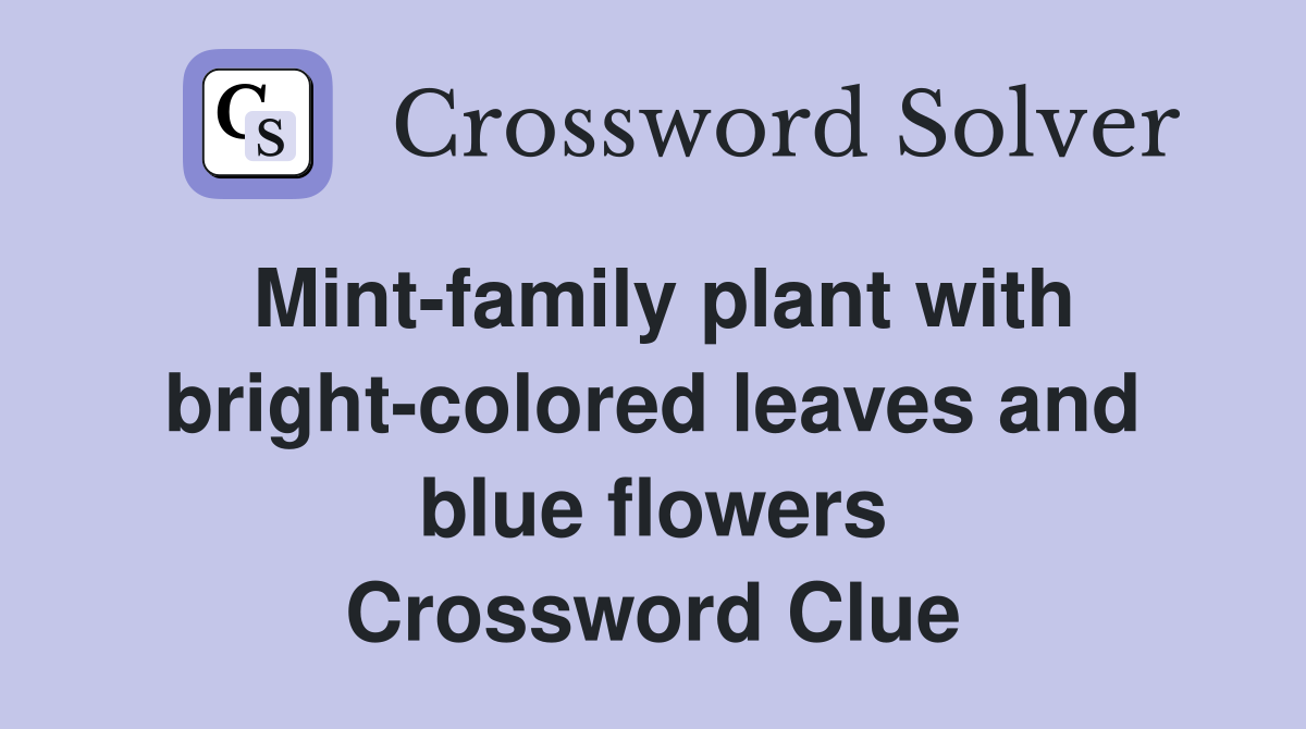 Mint-family plant with bright-colored leaves and blue flowers Crossword Clue