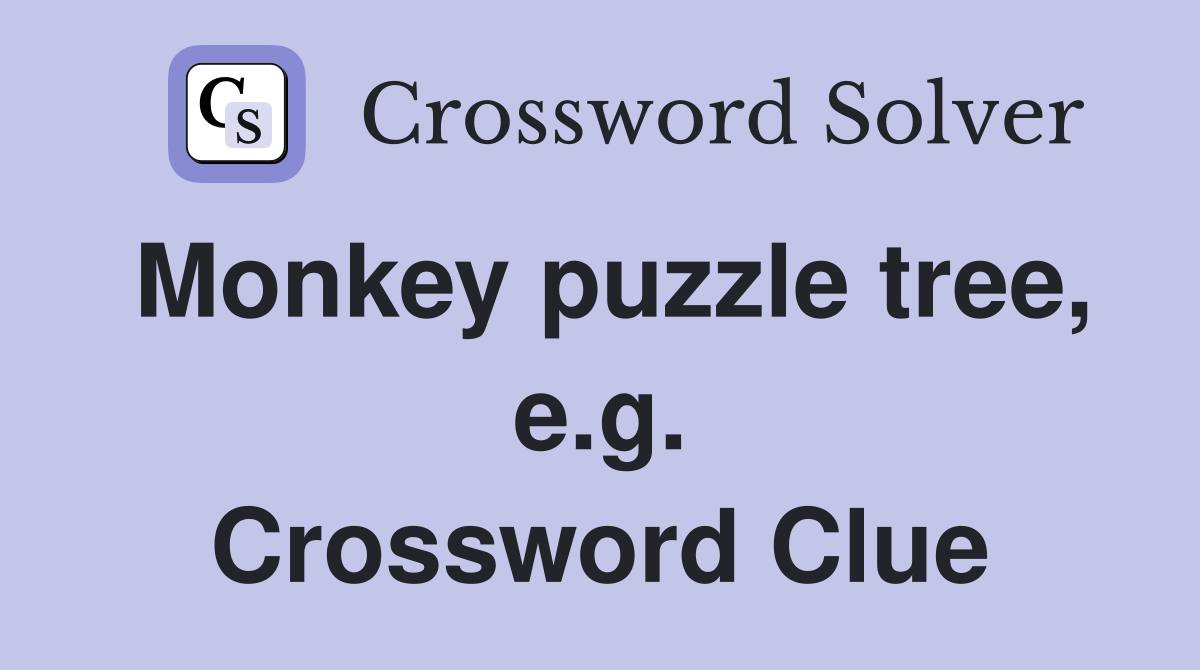 Monkey puzzle tree, e.g. Crossword Clue