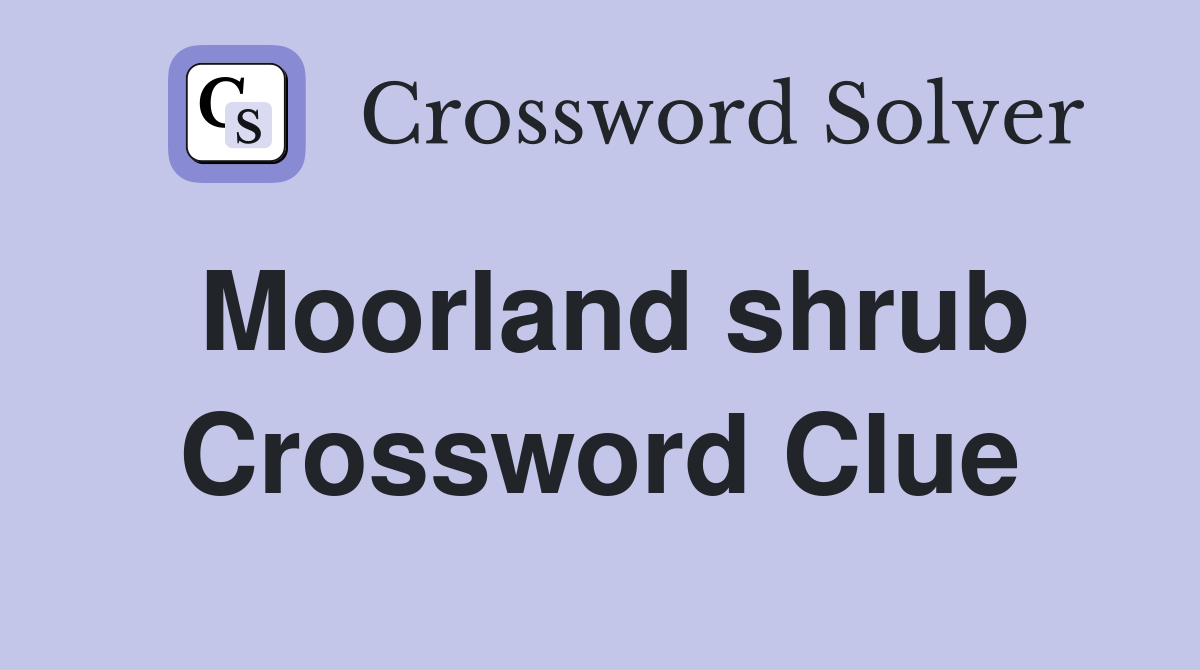 Moorland shrub Crossword Clue