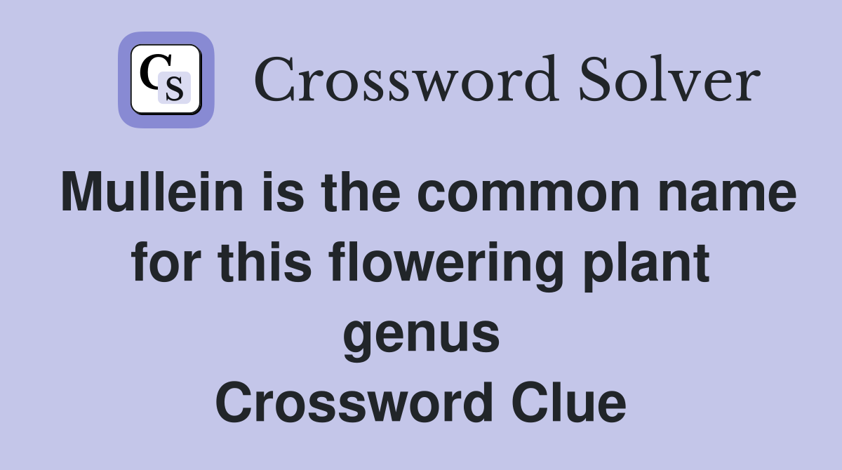 Mullein is the common name for this flowering plant genus Crossword Clue