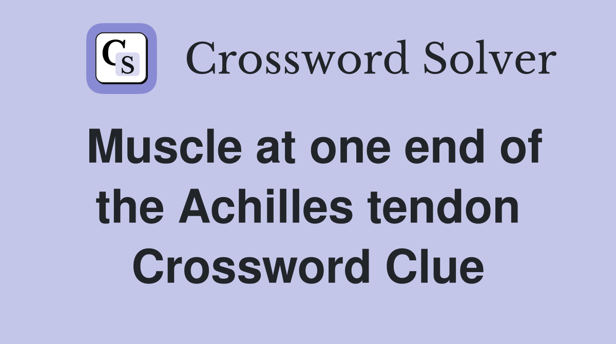 Muscle at one end of the Achilles tendon Crossword Clue