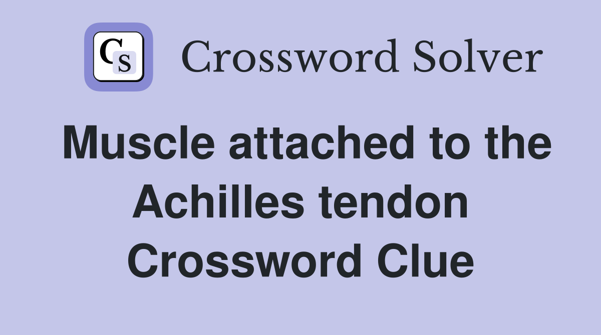Muscle attached to the Achilles tendon Crossword Clue