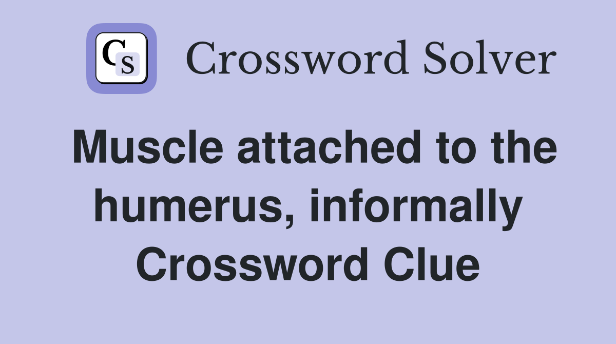 Muscle attached to the humerus, informally Crossword Clue