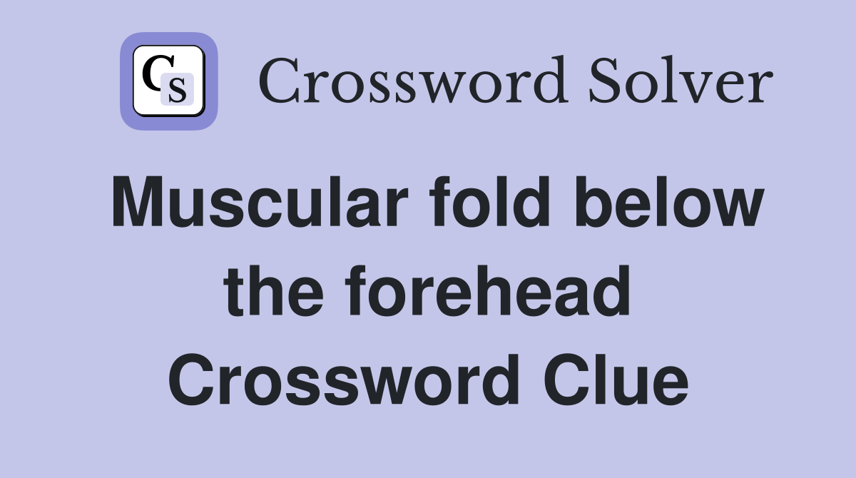 Muscular fold below the forehead Crossword Clue