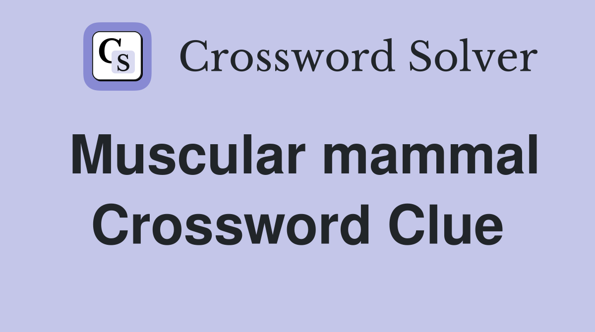 Muscular mammal Crossword Clue
