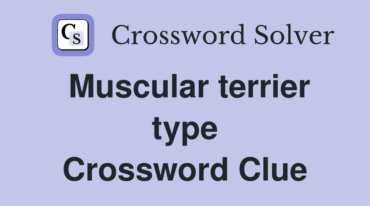 Muscular terrier type Crossword Clue