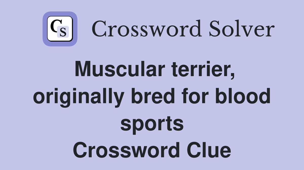 Muscular terrier, originally bred for blood sports Crossword Clue