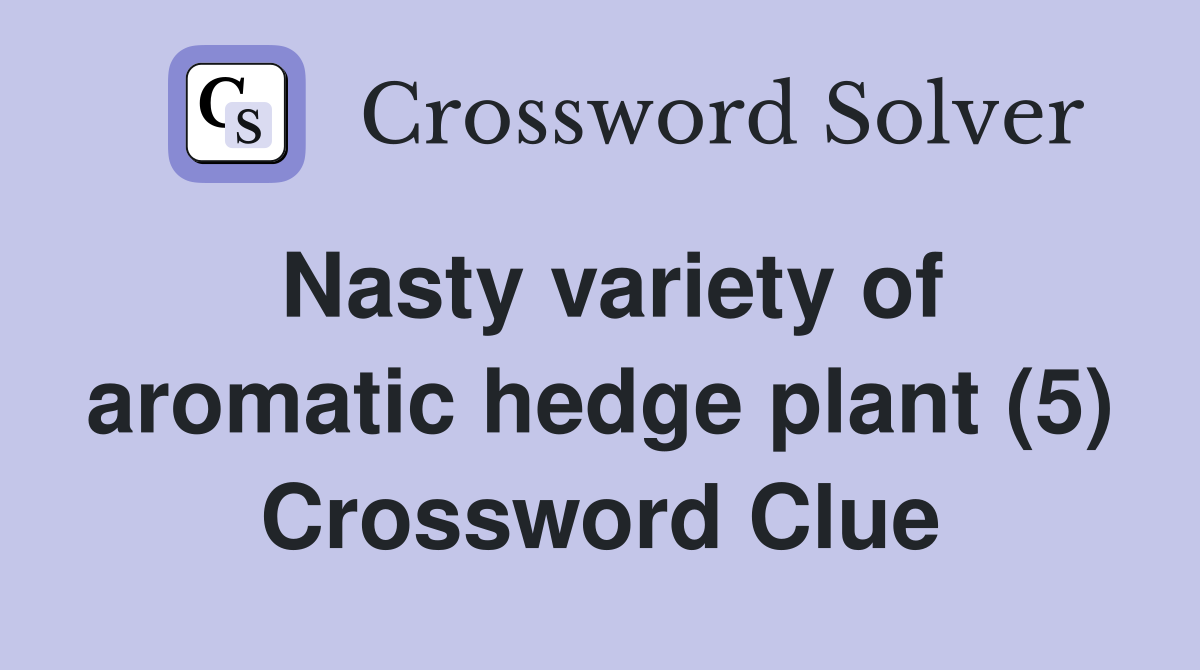 Nasty variety of aromatic hedge plant (5) Crossword Clue