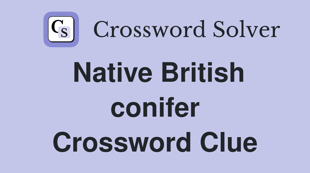 Native British conifer Crossword Clue
