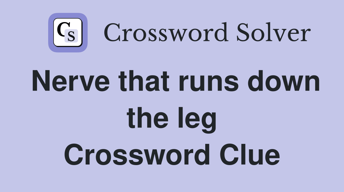 Nerve that runs down the leg Crossword Clue
