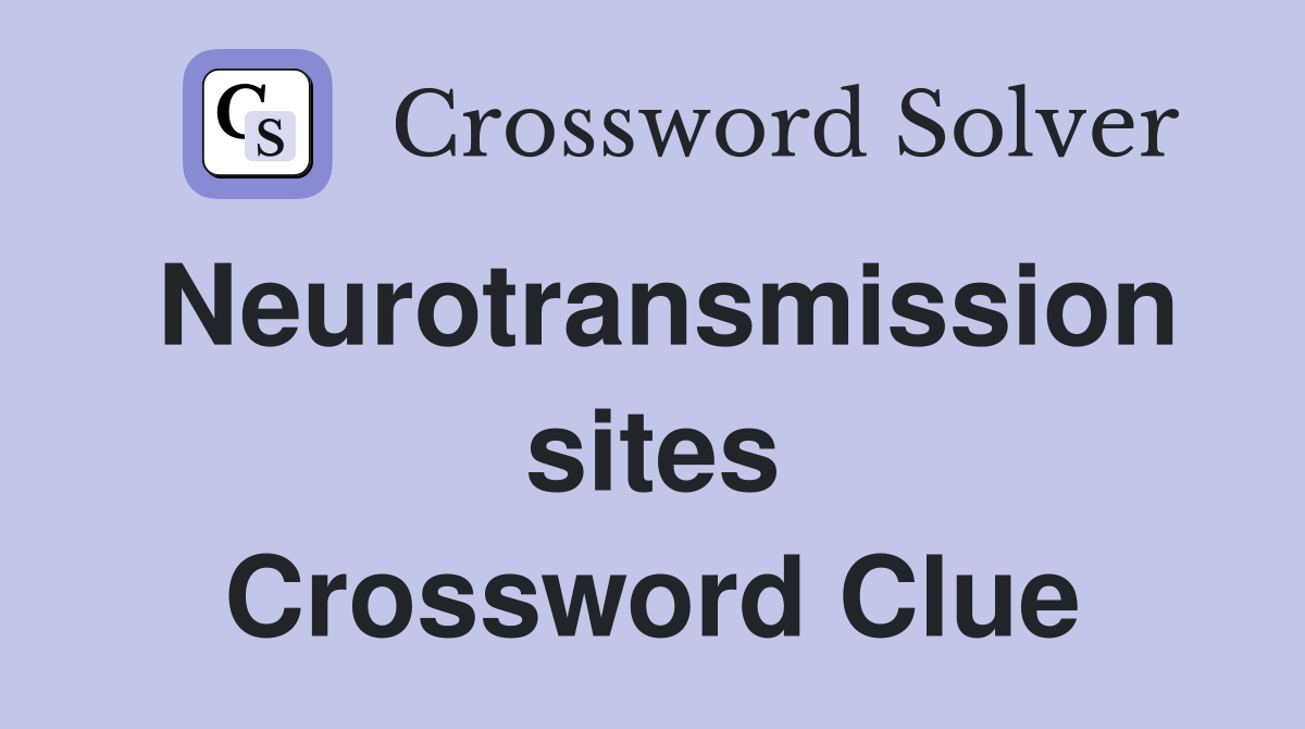 Neurotransmission sites Crossword Clue