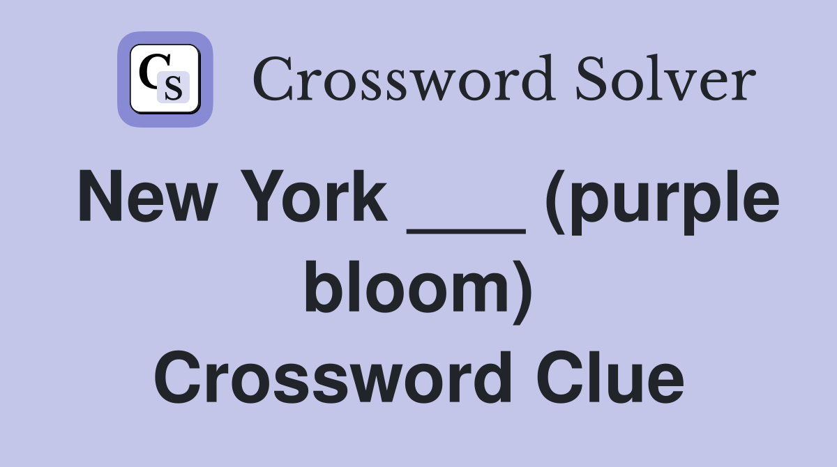 New York ___ (purple bloom) Crossword Clue