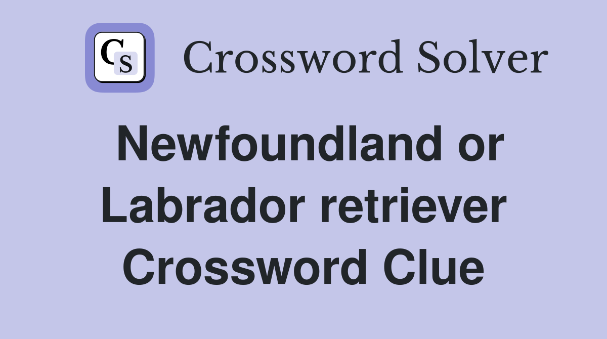 Newfoundland or Labrador retriever Crossword Clue