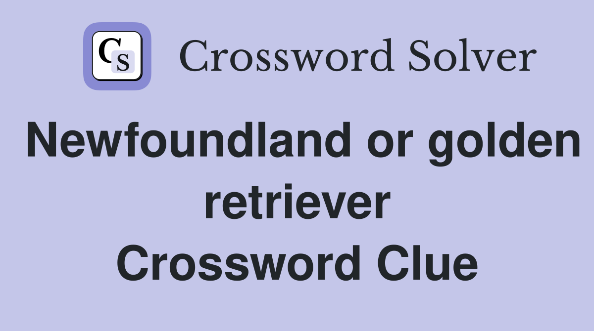 Newfoundland or golden retriever Crossword Clue