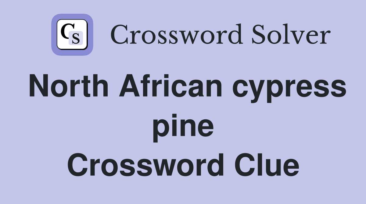 North African cypress pine Crossword Clue