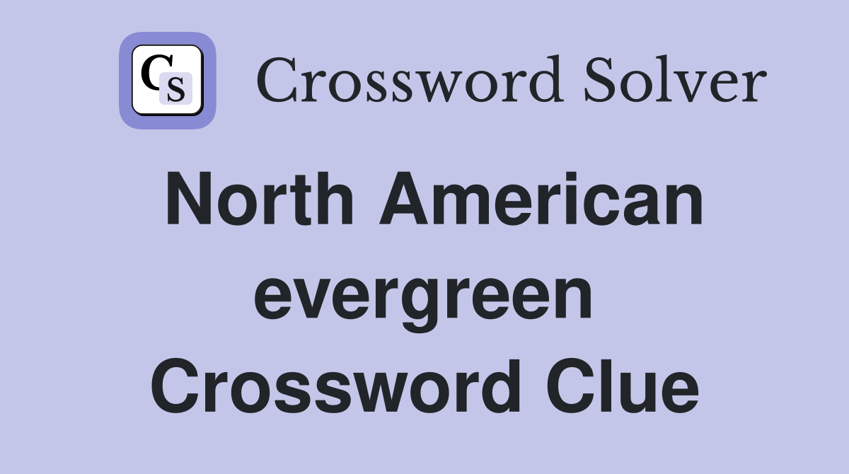 North American evergreen Crossword Clue