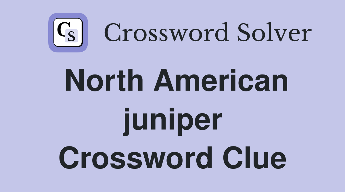 North American juniper Crossword Clue