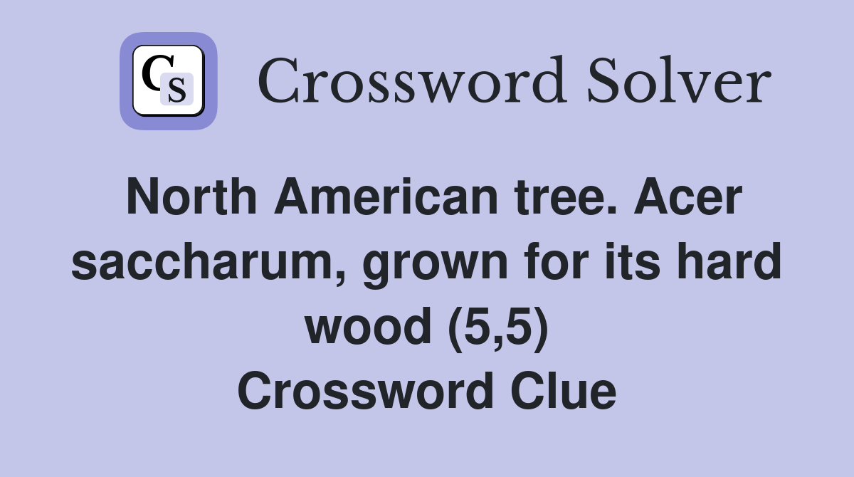 North American tree. Acer saccharum, grown for its hard wood (5,5) Crossword Clue