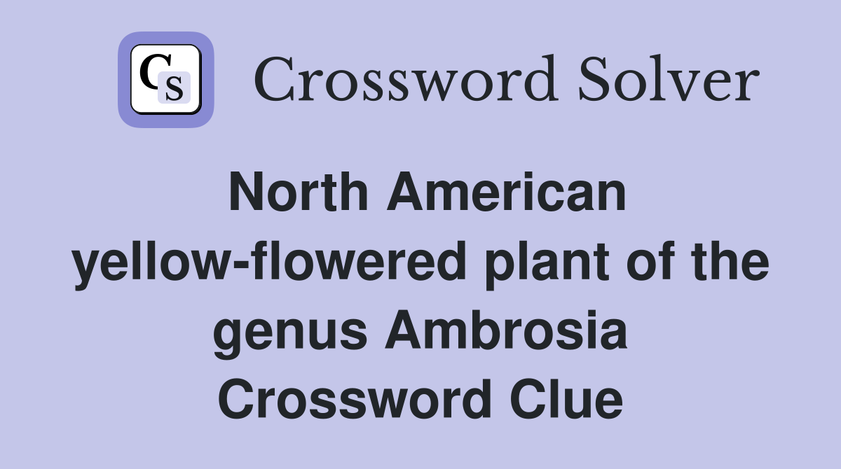 North American yellow-flowered plant of the genus Ambrosia Crossword Clue