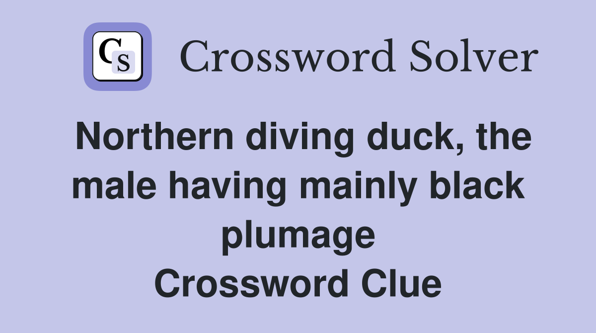 Northern diving duck, the male having mainly black plumage Crossword Clue